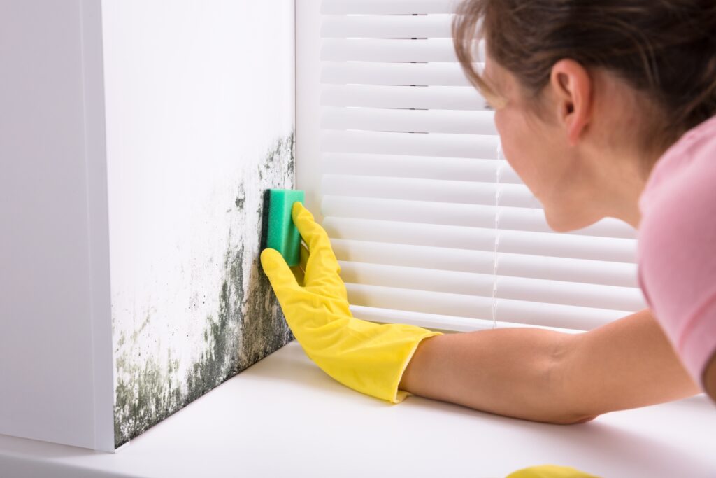 Close-up Of Woman Cleaning Mold From Wall Using Spray Bottle And Sponge